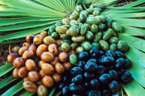 saw_palmetto_prostate